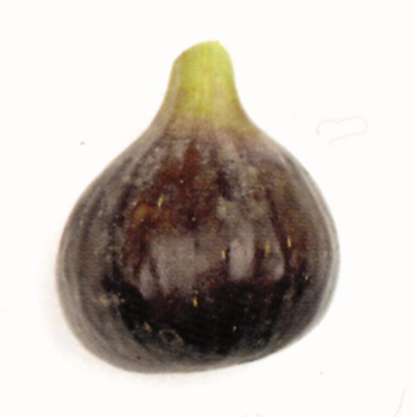Higo fresco