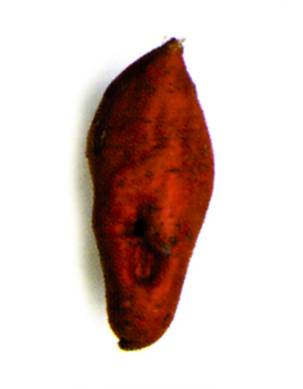 Boniato