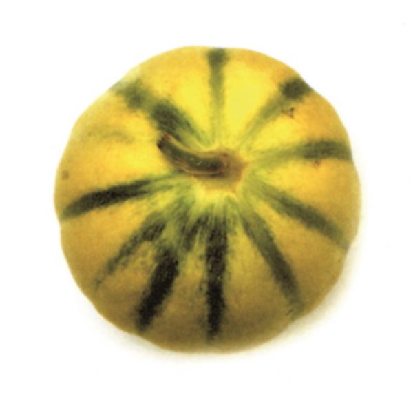 Melón Galia