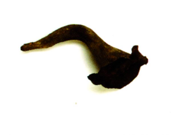 Seta craterellus cornucopioides (Trompeta de la muerte)