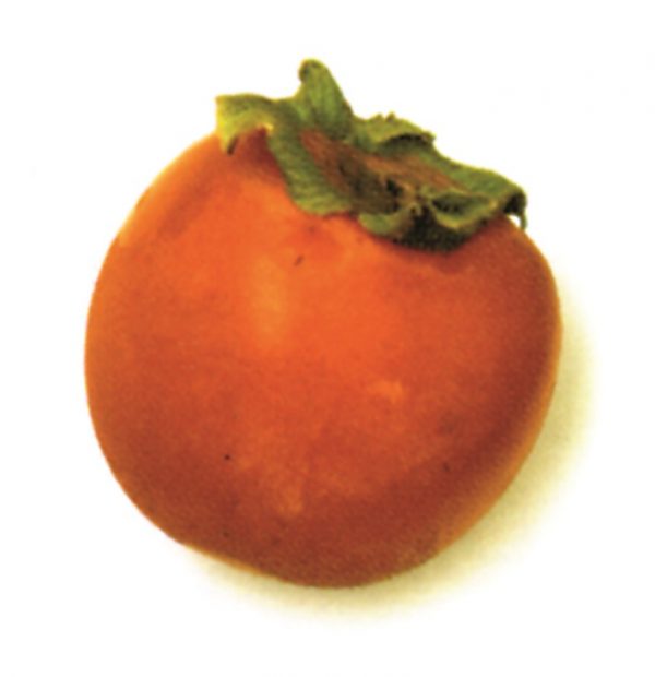 Kaki
