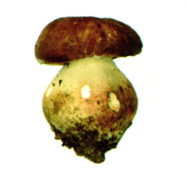 Hongo fresco