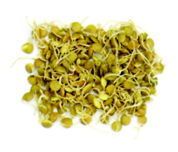 Germinado lenteja
