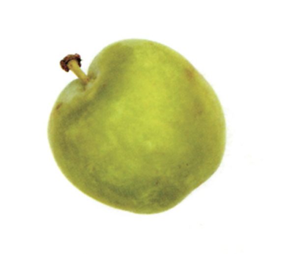 Ciruela claudia