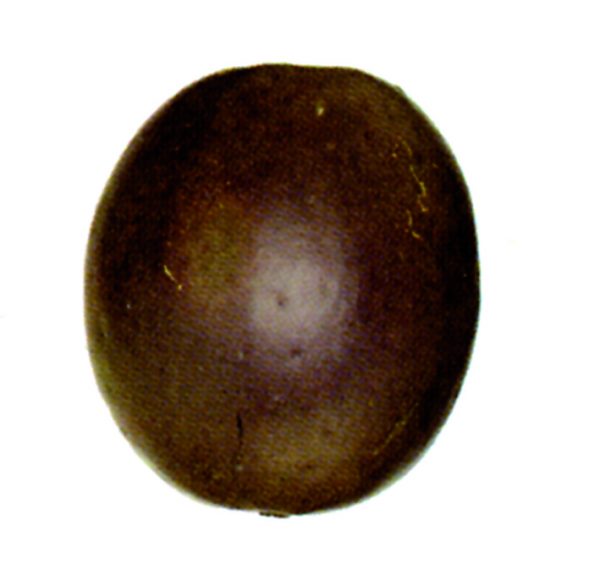 Fruta de la Pasión