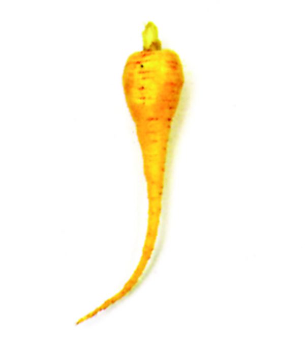 Chirivia