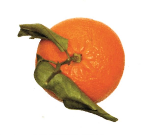 Mandarina clementina