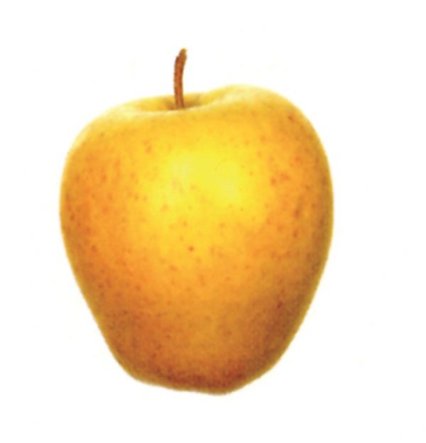 Manzana Golden