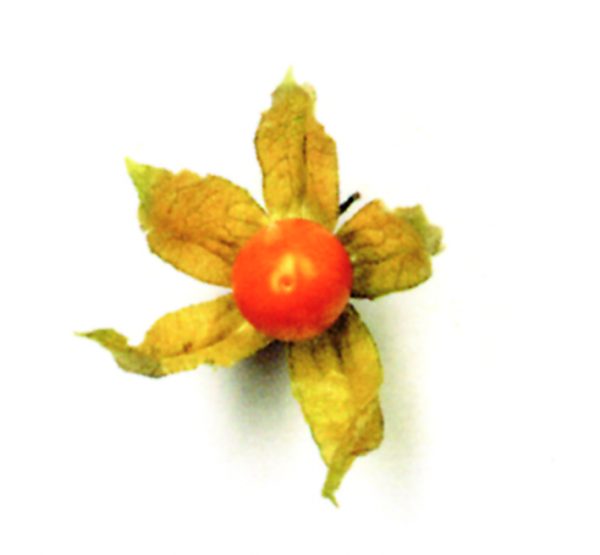 Phisalis