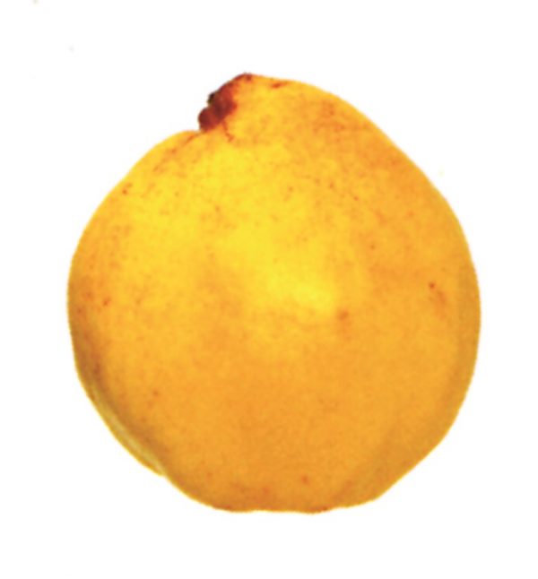 Membrillo