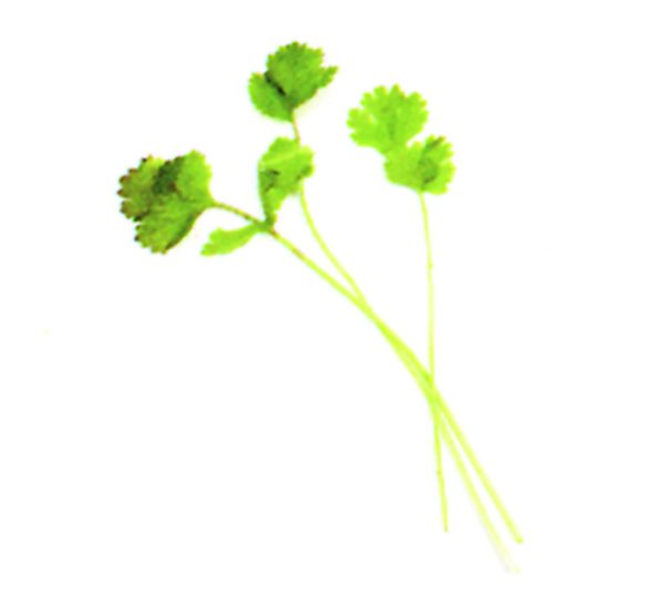 Cilantro