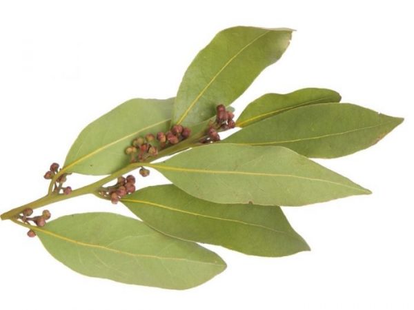 Laurel