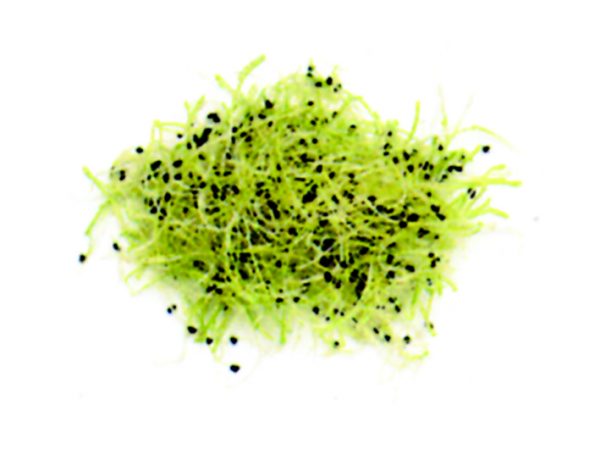 Germinado cebolla