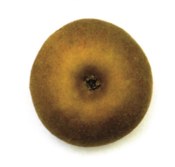Manzana Reineta parda