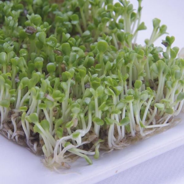 Germinado rucula