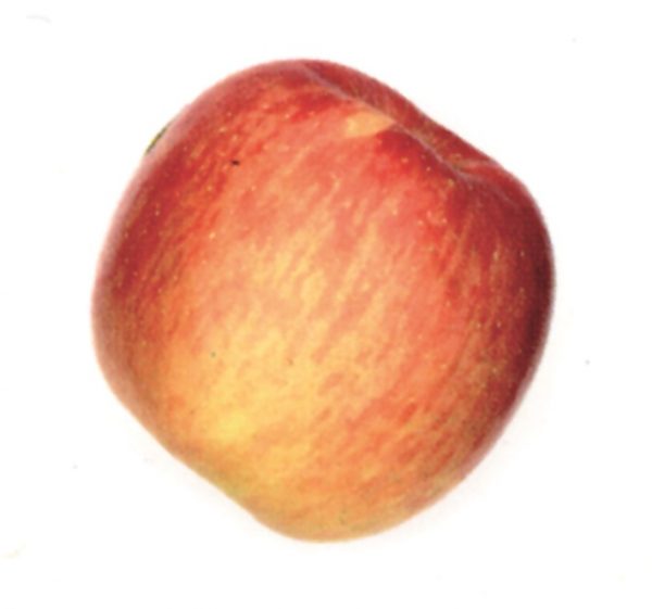 Manzana Royal Gala