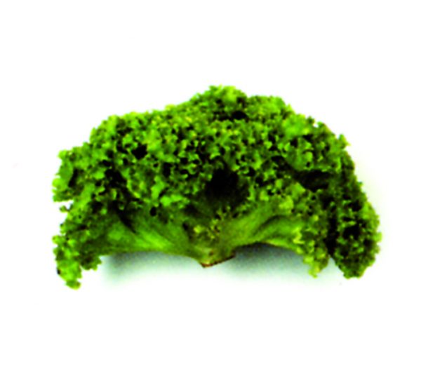 Lollo verde