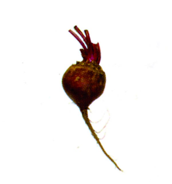 Remolacha natural