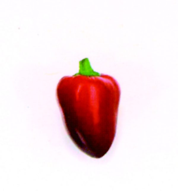Mini pimiento rojo