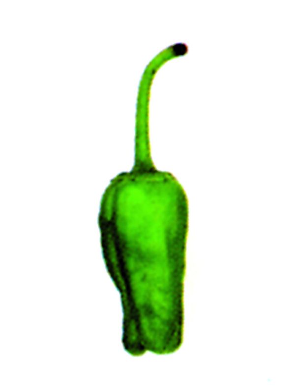 Pimiento padrón