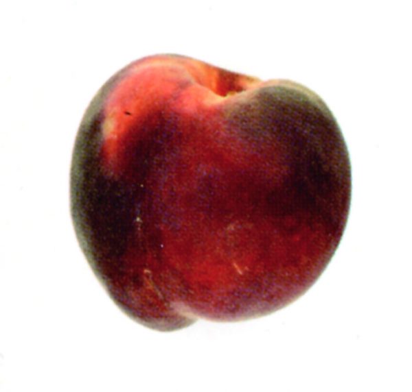 Melocotón rojo