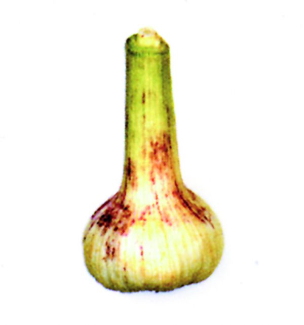 Ajos