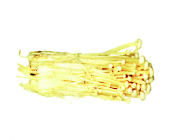 Enoki
