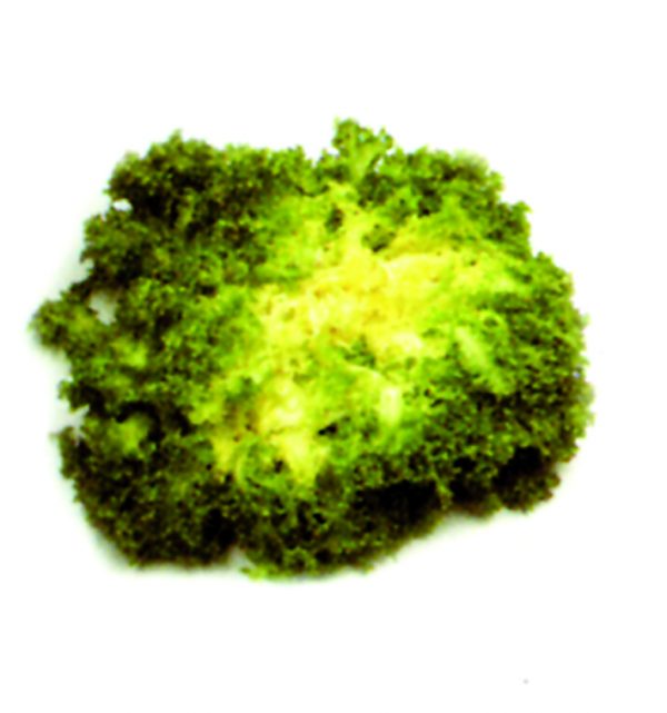 Escarola fina