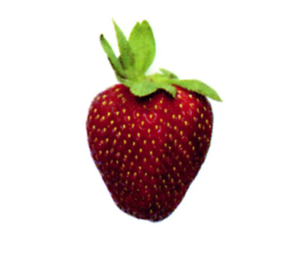 Fresa del bosque