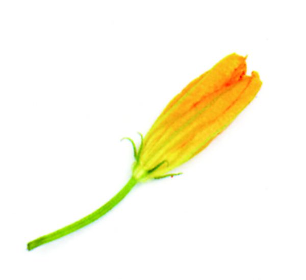 Flor de calabacín