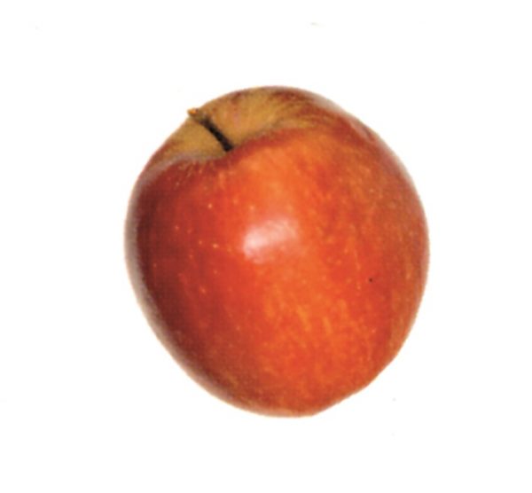 Manzana Starking