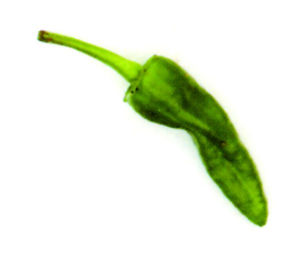 Pimiento del pais extra