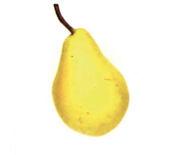 Pera ercolini