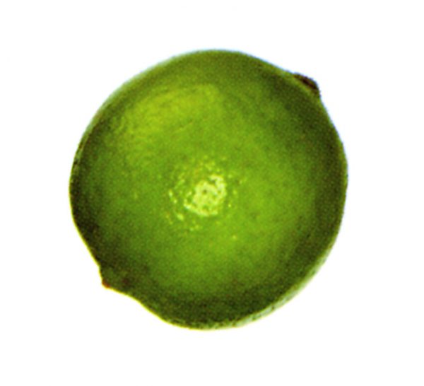 Limón verde