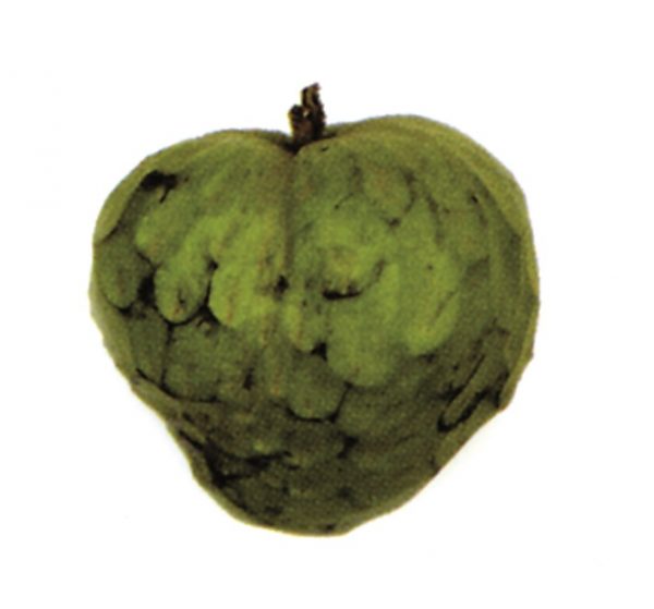 Chirimoya