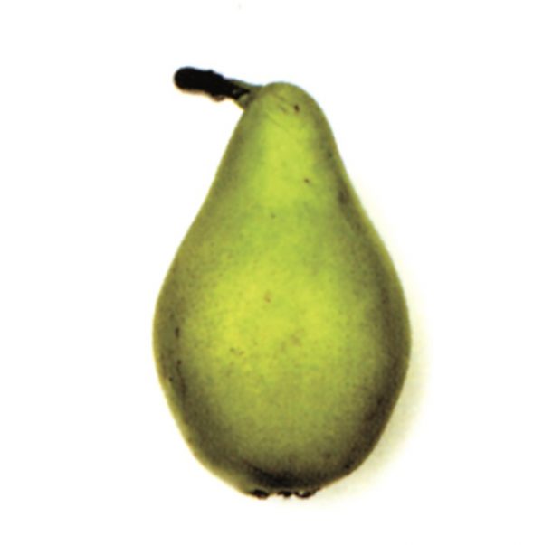 Pera blanquilla