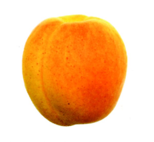 Melocotón amarillo