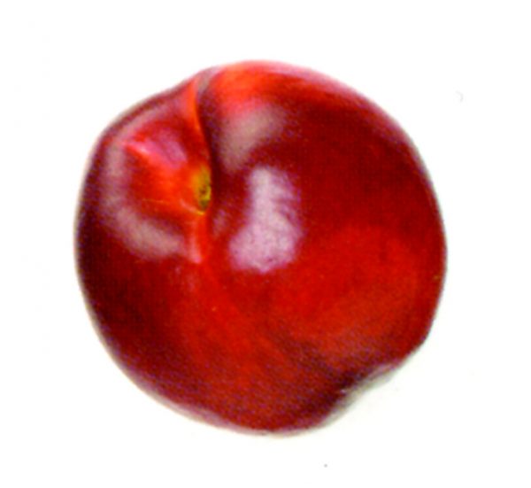 Nectarina roja