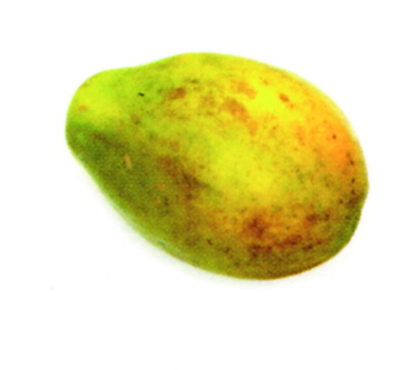 Papaya