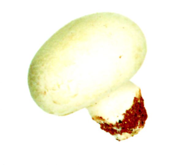 Champiñón