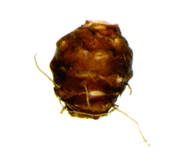 Topinambour