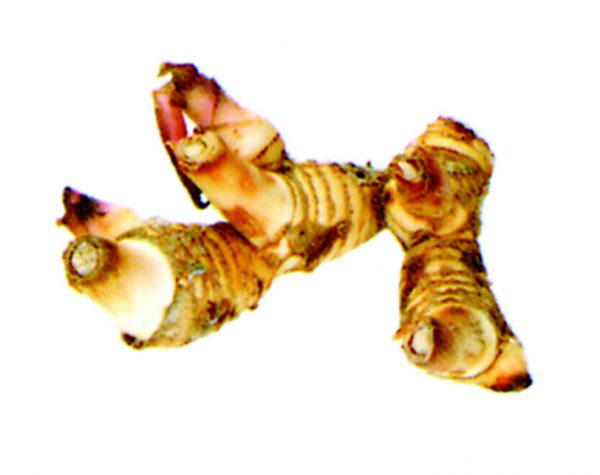 Galanga