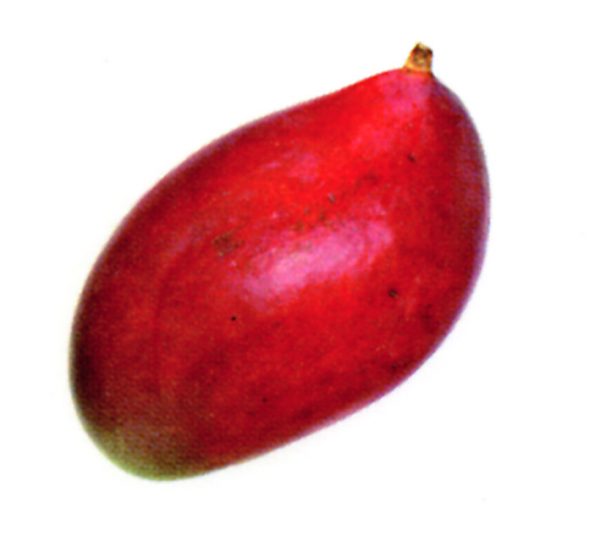 Mango de avión