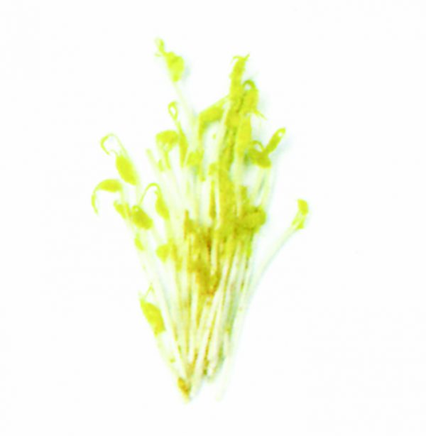 Germinado guisantes