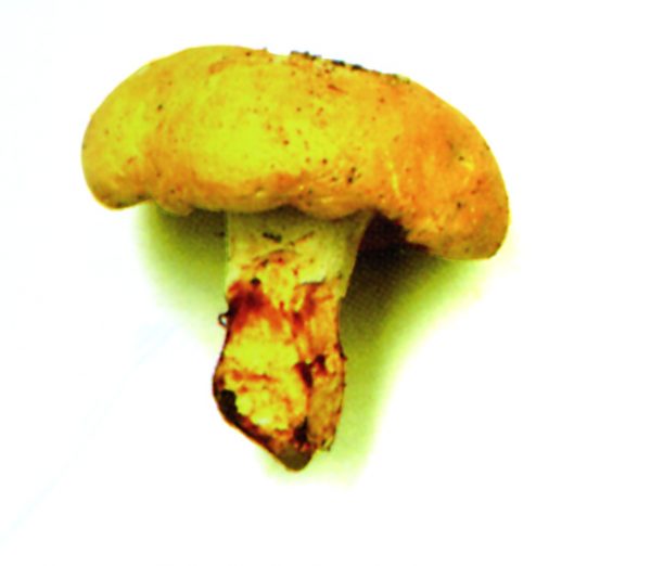 Seta lengua de vaca