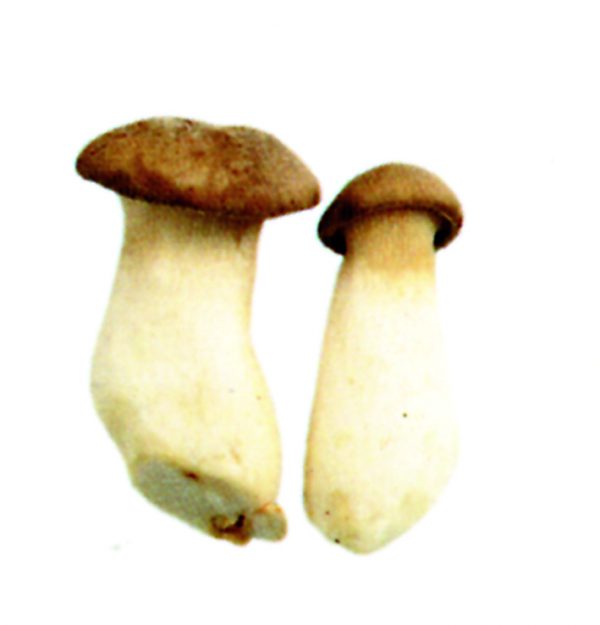 Pleurotus eryngii (Seta de cardo)