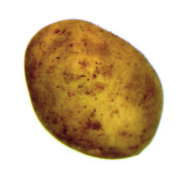 Patata agria